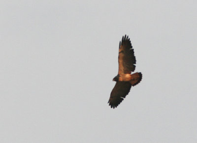 Bay-winged Hawk