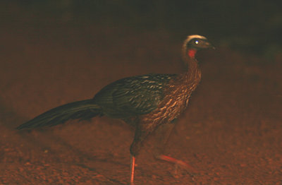 White-crested Guan