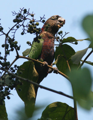 Red-fan Parrot