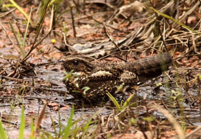 Blackish Nightjar