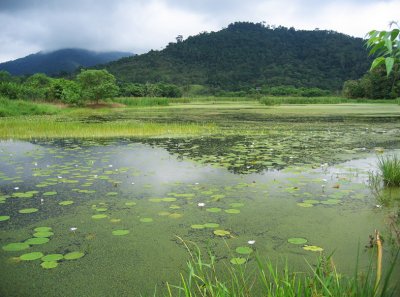 REGUA wetlands