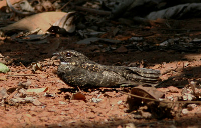 Blackish Nightjar