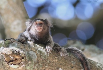 White Tufted-ear Marmoset