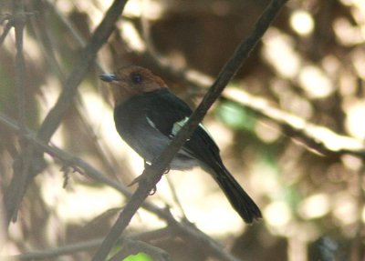 Black-chested Tyrant