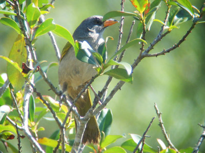 Great Pampa-Finch