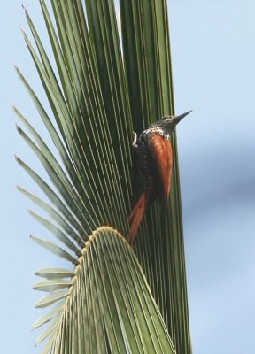 Point-tailed Palm-creeper