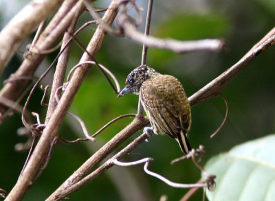 Bar-breasted Piculet (aka Golden-fronted Piculet )