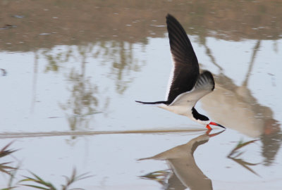 Black Skimmer