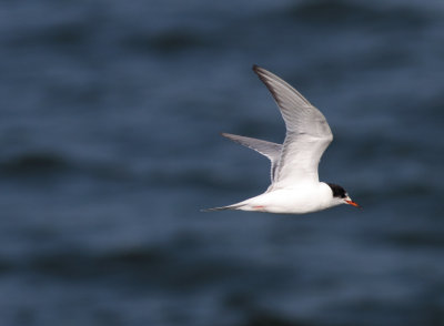 Common Tern