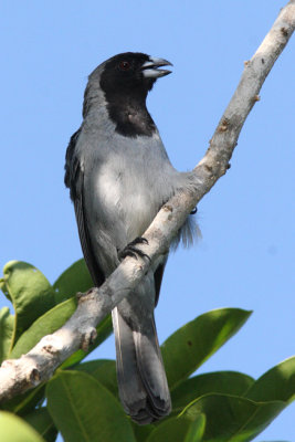 Black-faced Tanager