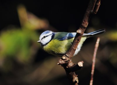 Blue Tit