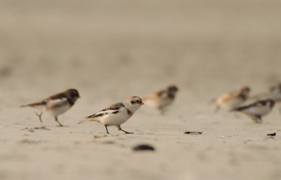 Snow Bunting