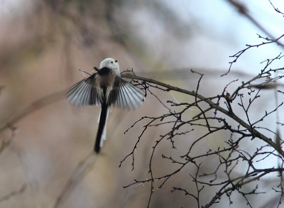 White-headed Long-tailed Tit