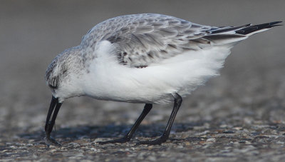 Sanderling