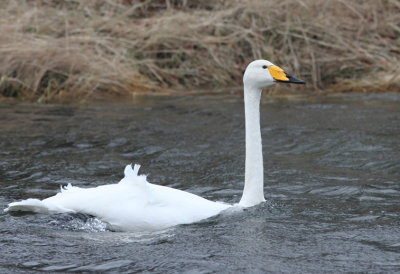 Whooper Swan