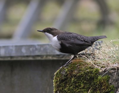 Black-bellied Dipper