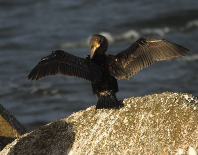 Cormorant 