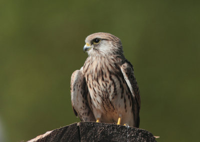 Kestrel