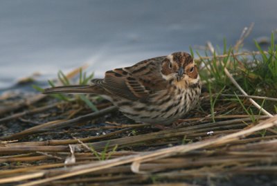 Little Bunting