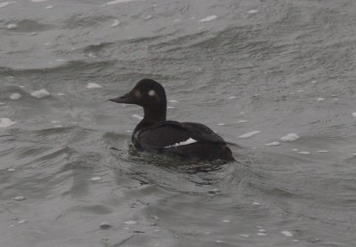 Velvet Scoter