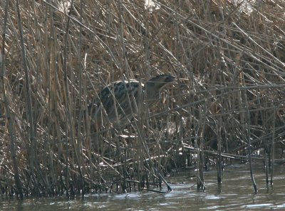 Eurasian Bittern