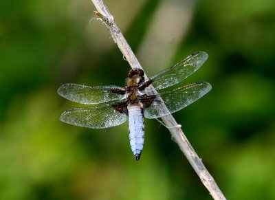 Broad-bodied Chaser