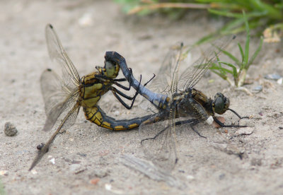 Black-tailed Skimmer