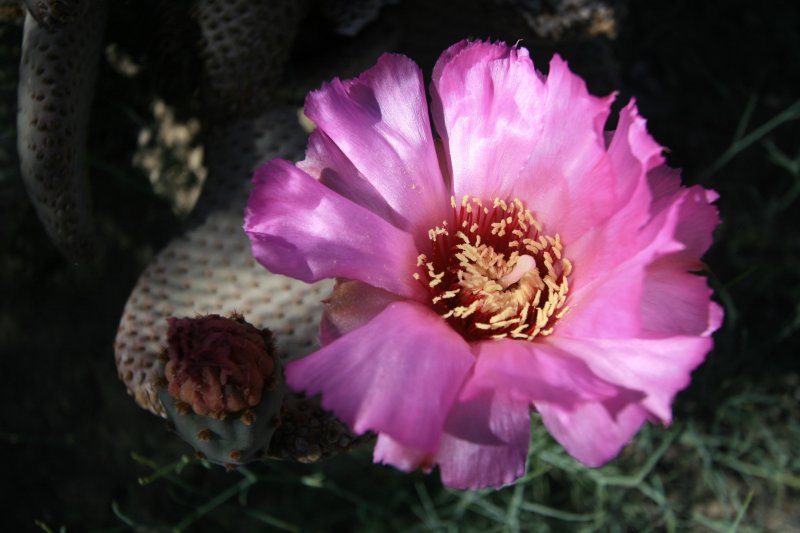 Beavertail Cactus Bloom.jpg