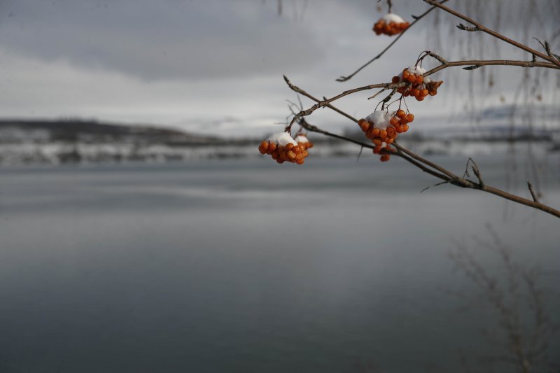 Berries on the river.jpg