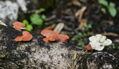 Hawaiian Fungi