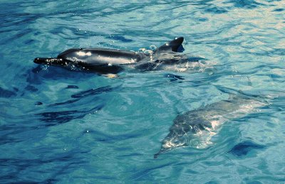 Spinner Dolphins in Kona Bay