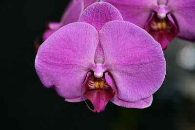 O is for Orchid
