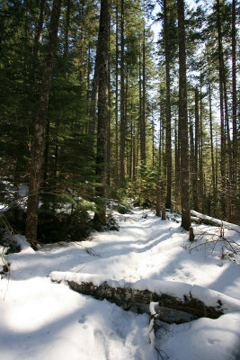 1Snowy Trail.jpg