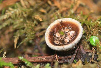1Birds Nest Fungi.jpg