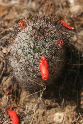1strawberry cacti.jpg
