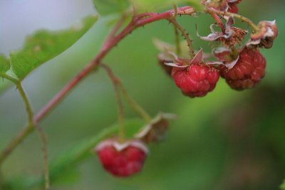 1Raspberries2.jpg
