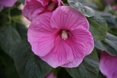 Hibiscus Shrub