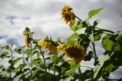 Giant Sunflowers.jpg