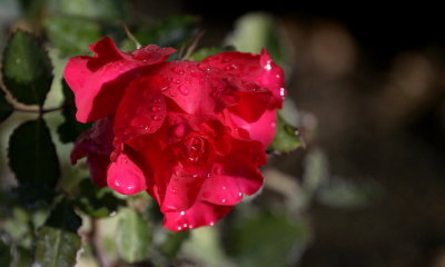 Morning Rose.jpg