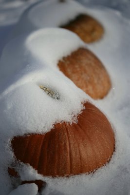 frost on the pumpkin.jpg