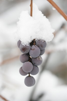 Grapes2.jpg