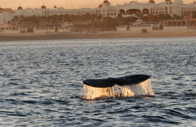 Whale Tail