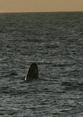 1Gray Whale.jpg