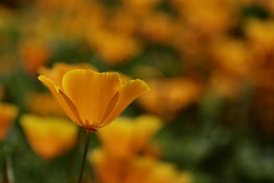 Eye Popping Poppies