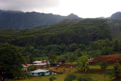 Acacia Trees