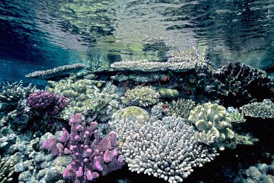 Fiji Underwater/Nikonos