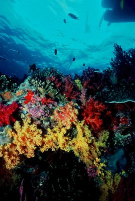 Fiji Underwater/Nikonos