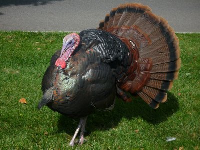 Turkey_Tom.jpg