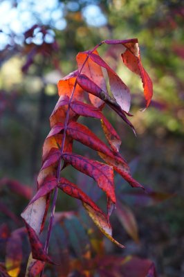 Sumac Vertical Composition 