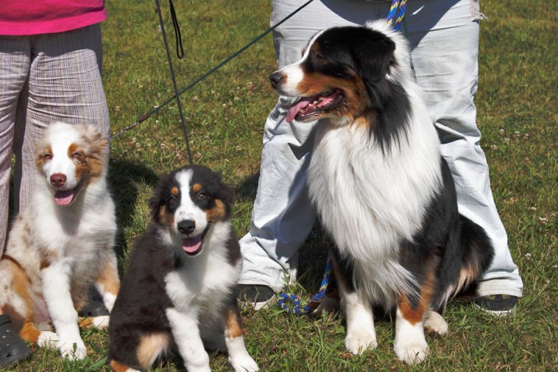 Ajax,Tessa black tri Sloan red merle boy